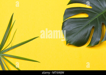 a monstera leaf on the yellow background Stock Photo
