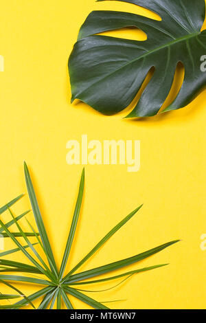 a monstera leaf on the yellow background Stock Photo