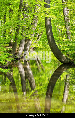 Beech trees with water in spring forest Stock Photo