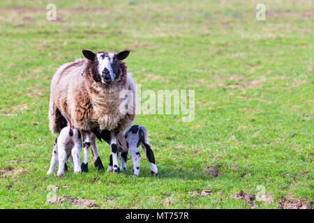 Mother sheep with two drinking newborn lambs in meadow Stock Photo