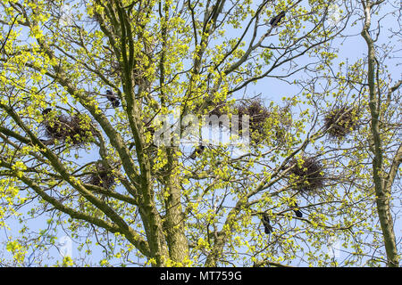 Group of birds rooks with nests in oak treetop Stock Photo