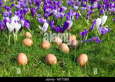 Loose chicken eggs lying on grass near blooming crocuses Stock Photo