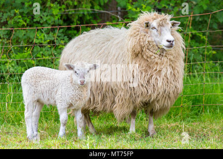 White mother sheep with newborn lamb in spring season Stock Photo