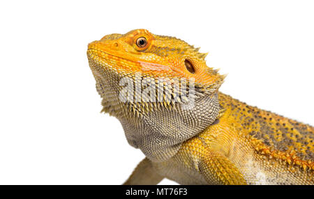 Pogona lizard , 11 months old, against whit background against white background Stock Photo