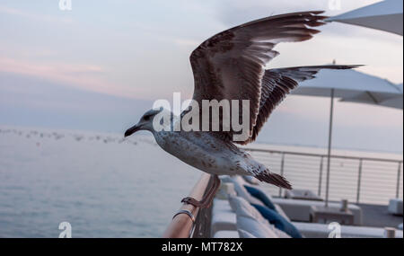 seagull sitting on rail of beautiful terrace Stock Photo