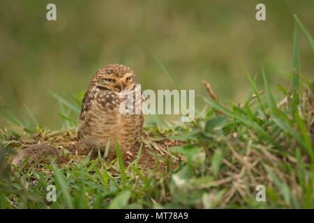 Burrowing Owl (Athene cunicularia) from SE Brazil Stock Photo