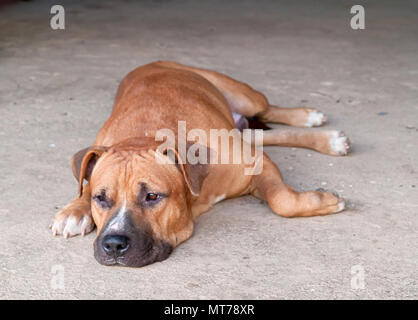 American Pit Bull Terrier ,The powerful and agile dog Stock Photo