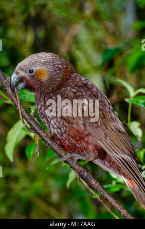 Kaka, North Island, New Zealand Stock Photo