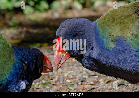 Takahe at Maungatautari, North Island, New Zealand Stock Photo