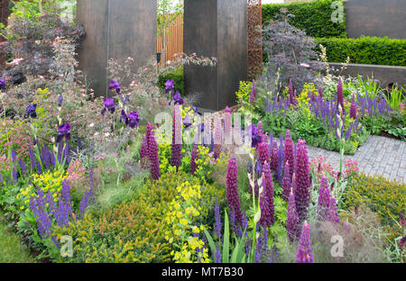 Lupinus ‘Masterpiece”, Iris ‘Deep Black’ and Salvia  x sylvestris ‘Mainacht’ in beds around a steel structure in the Urban Flow Garden at The RHS Chel Stock Photo