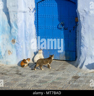 Cats on blue street in Medina Chefchaouen Stock Photo