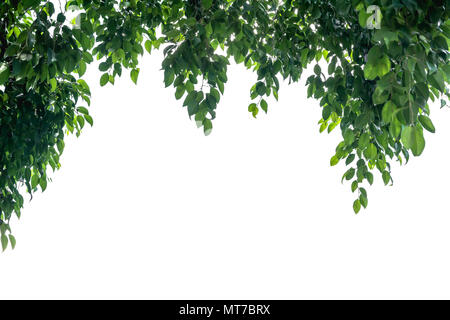 Green leaves border. Tree leaf frame isolated on white background with copy space for insert text. Stock Photo