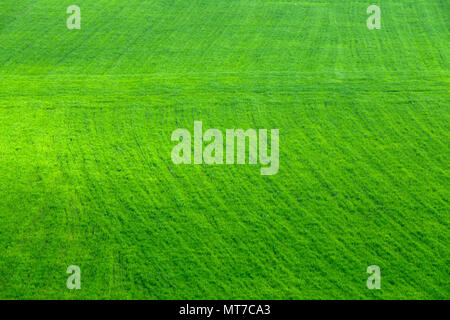 aerial view on green agriculture field Stock Photo