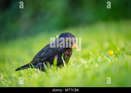 Detailed view of a young Black Bird having flown the nest, seen on a summer lawn hunting for insects and worms, taken just after a heavy downpour. Stock Photo