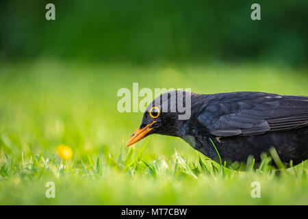 Detailed view of a young Black Bird having flown the nest, seen on a summer lawn hunting for insects and worms, taken just after a heavy downpour. Stock Photo