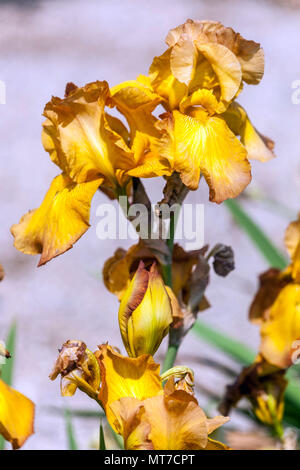 Tall bearded Iris ' Cibola ', bearded irises, Iris flower yellow Stock Photo