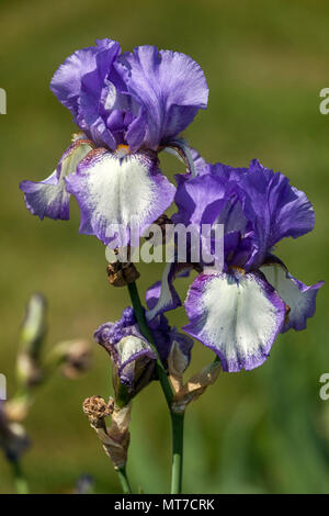 Tall bearded Iris 'Kytice' Large blooms Iris flower blue-white beard portrait Stock Photo