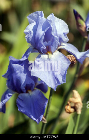 Tall bearded Iris ' South Pacific ', bearded irises, Iris flower pale blue colour Portrait Stock Photo