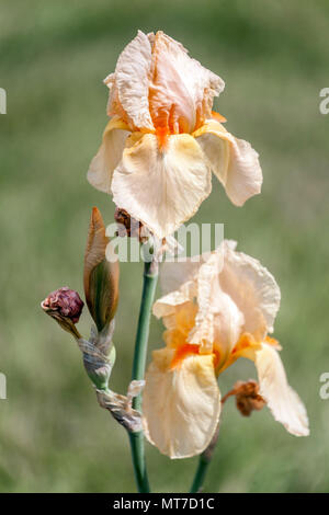 Tall bearded Iris " Apricot Supreme ", bearded irises Stock Photo
