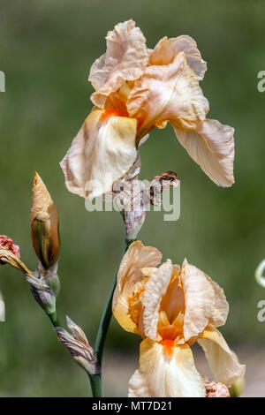 Tall bearded Iris " Apricot Supreme ", bearded irises Stock Photo