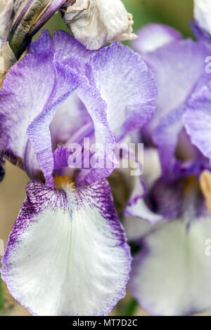 Purple white Tall bearded Iris flower 'Frosty' Pale blue irises large bloom Stock Photo