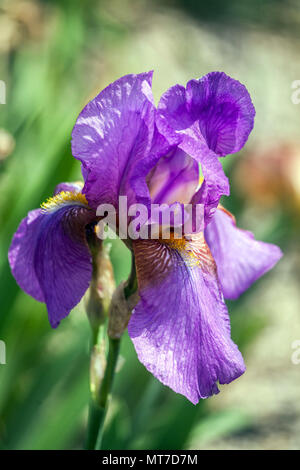 Tall bearded Iris " Mulberry Rose ", bearded irises Stock Photo