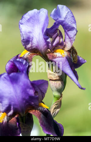 Tall bearded Iris ' Valor ', bearded irises, Iris flower blue Large blooms Stock Photo