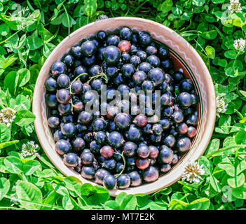 Fresh ripe black currant in bowl on grass Stock Photo