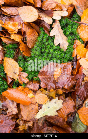 Moss among the autumn leaves Stock Photo