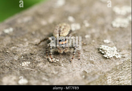 A cute Fence-Post Jumping Spider (Marpissa muscosa) on a wooden fence hunting for insects. Stock Photo