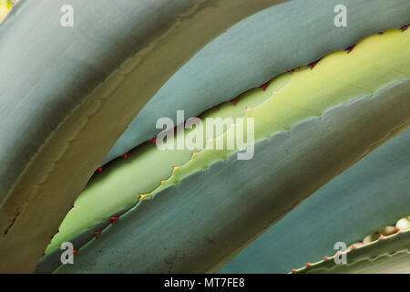 Blue -green agave leaves ,sharp red thorns  ,graphic effect Stock Photo