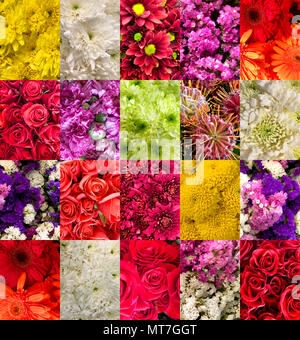 Set of images of various flowers: roses, chrysanthemums, dahlias, carnations Stock Photo