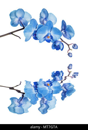 Blossoming branch of blue moth orchid flower with reflection in a water surface isolated on a white background Stock Photo