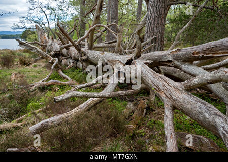 Dead fallen tree rotting on ground Britain Uk Stock Photo - Alamy