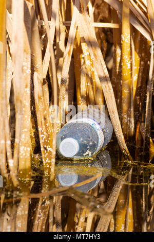 Plastic water bottle floating in a marsh in the Lois Hole Provincial Park in Alberta, Canada Stock Photo