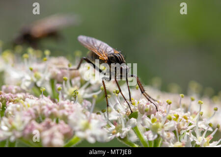 robber fly, empis tesselata feeding on cow parsley flower heads for nectar on a sunny day, scotland. Stock Photo