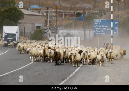 SISIAN, ARMENIA, SEPTEMBER 27, 2017. A flock of sheep blocks traffic as it walks past a bilingual distance sign on the road through town. Stock Photo