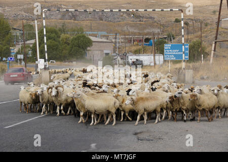 SISIAN, ARMENIA, SEPTEMBER 27, 2017. A flock of sheep walks under a gas pipeline and past a bilingual distance sign on the road through town. Stock Photo