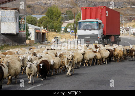 SISIAN, ARMENIA, SEPTEMBER 27, 2017. A flock of sheep blocks traffic as it walks past a local restaurant on the road through town. Stock Photo