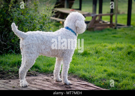 large-white-collared-standard-