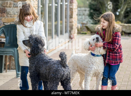 Two caucasian upper class Britsh girls (children) playing and having fun with large pet standard poodles in natural coat in a rural country garden Stock Photo