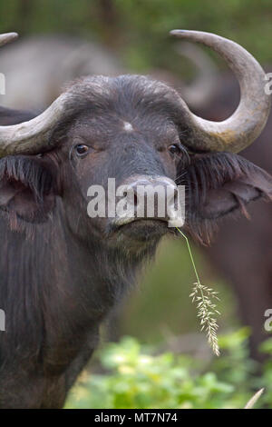 African Buffalo (Syncerus caffer). Female or Cow. Eat coarse, old grass and in doing so they expose the more tender grass shoots for the many other he Stock Photo