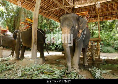 Tamed nice elephants with saddle standing at zoo. Stock Photo