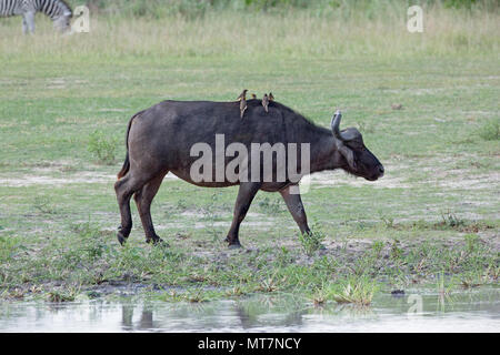 African Buffalo (Syncerus caffer). Female or Cow. Walking. Yellow-billed Oxpeckers (Buphagus africanus), external parasite hunters taking a ride. Stock Photo