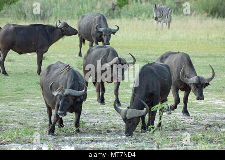 Buffalo (Syncerus caffer). Herd approaching, on way to drinking hole. Heavier horned bulls, centre front, lighter horned cows left and behind centre. Stock Photo