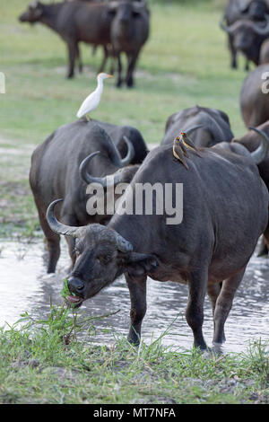Buffalo (Syncerus caffer). Herd approaching, drinking hole. Front animals conveying commensal birds, Cattle Egret and Yellow-billed Oxpeckers Stock Photo