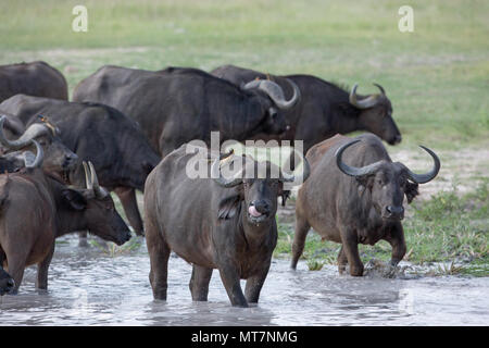 African Buffalos (Syncerus caffer). Centre, Cows or females facing front. By water hole drinking with rest of herd. Okavango Delta. Botswana. Afri Stock Photo