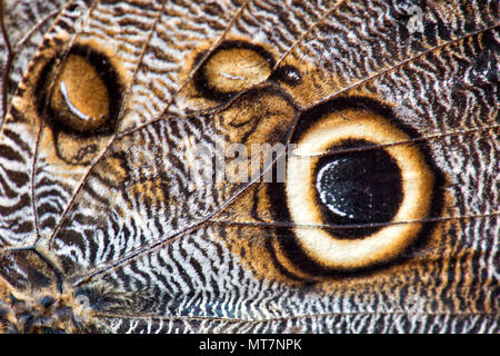 Forest Giant Owl - Caligo eurilochus, beautiful large butterfly from Central and South  America forests. Stock Photo