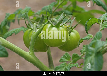 green vine tomatoes ripening on the bush in an allotment in May in Italy Stock Photo