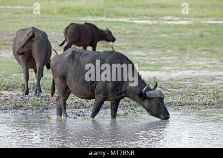 African Buffalos (Syncerus caffer). Centre, a young bull about to drink. By water hole drinking with rest of herd. Okavango Delta. Botswana. Africa. Stock Photo